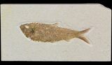 Detailed, Knightia Fossil Fish - Wyoming #52205-1